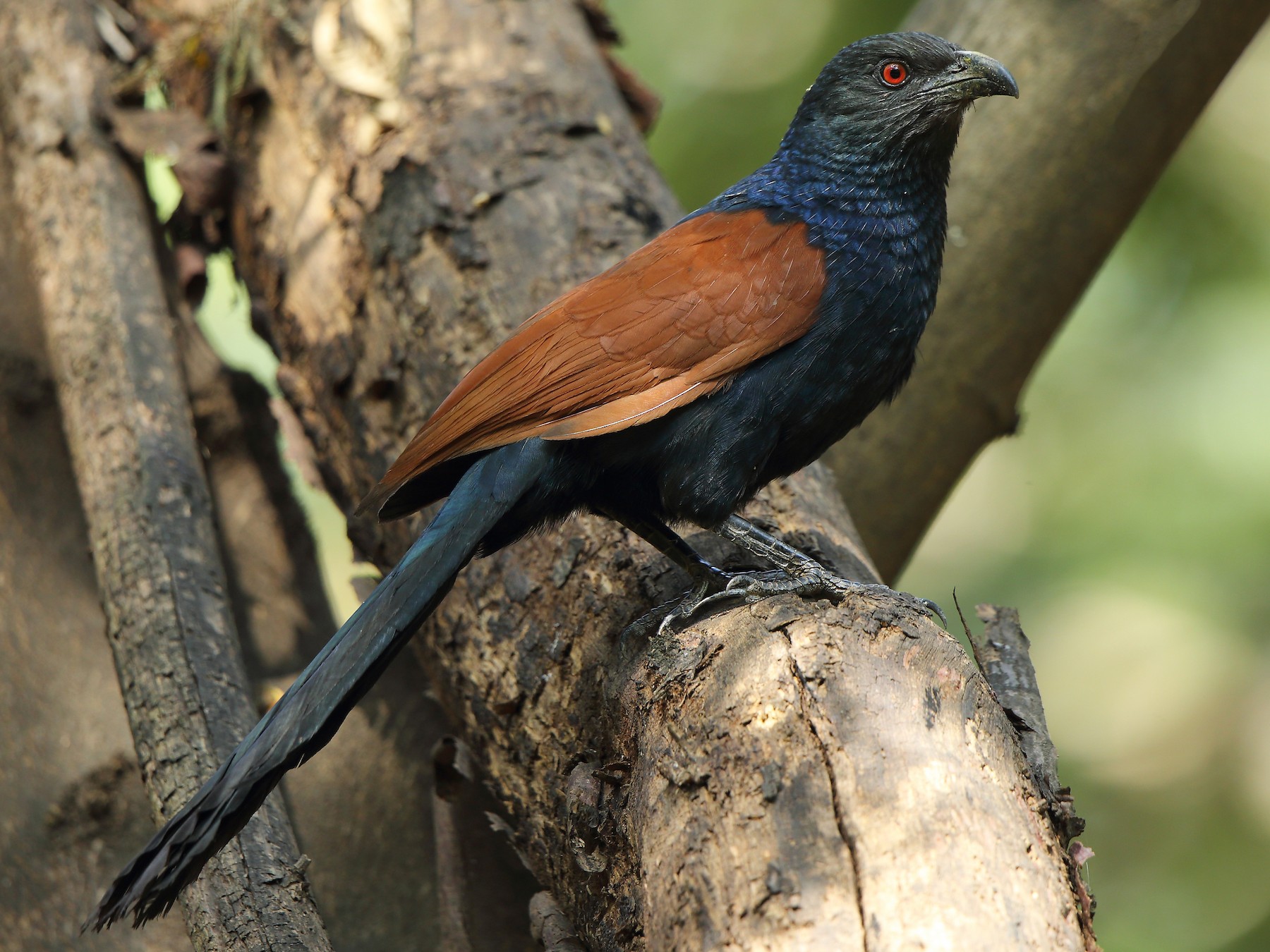 Coucal